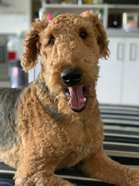 Airedale Terrier scaled