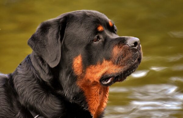Rottweiler 1 scaled