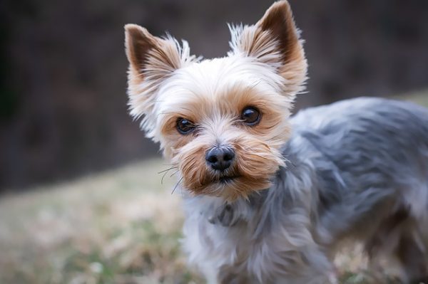 Yorkshire Terrier scaled