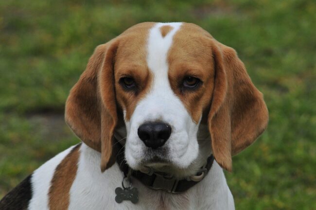 Hond beagle scaled