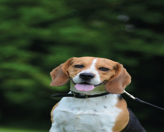 Beagles hond