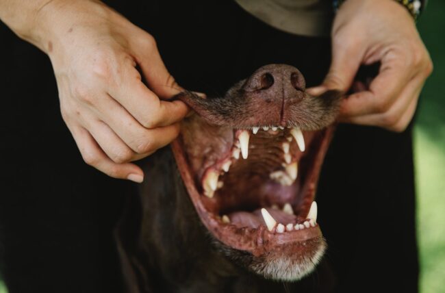 Hond tanden poetsen scaled