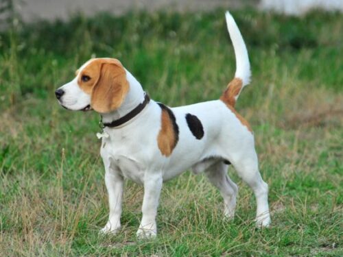 Beagle hond karakter