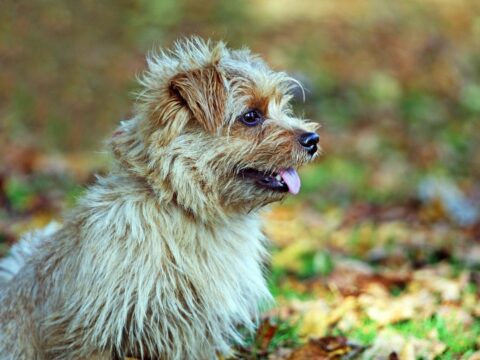 Norfolk terrier karakter scaled