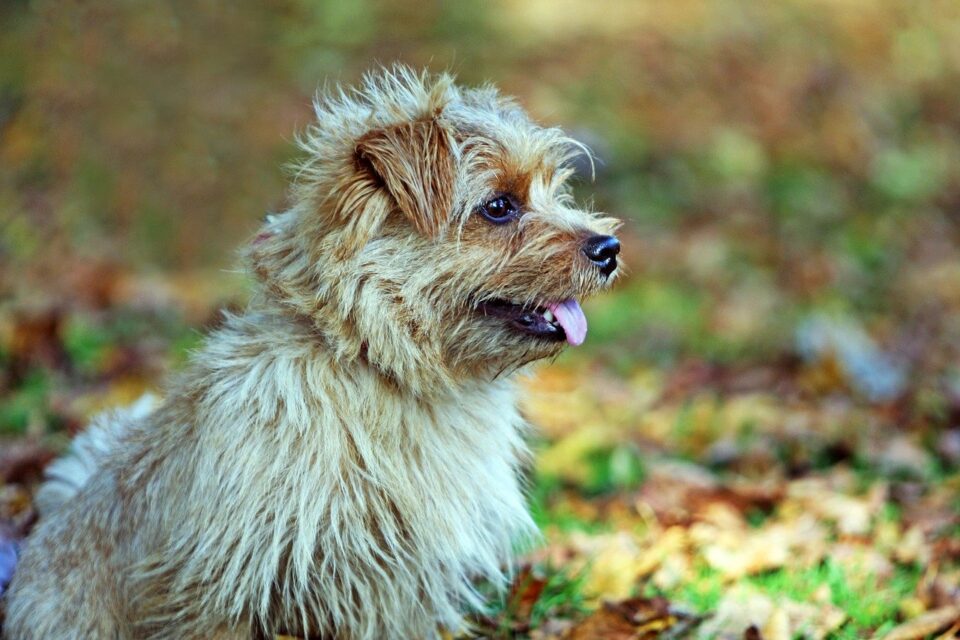 Norfolk terrier karakter scaled