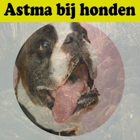 Astma bij honden