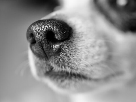 Hond droge neus