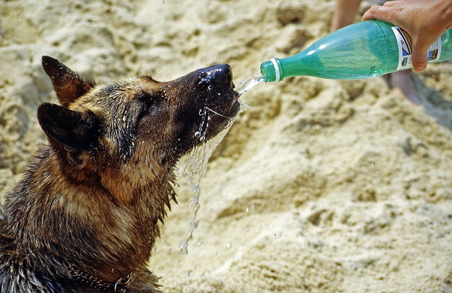 Hond drinkt veel water