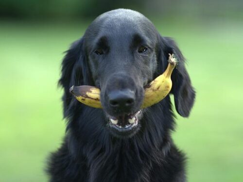 Mag een hond banaan