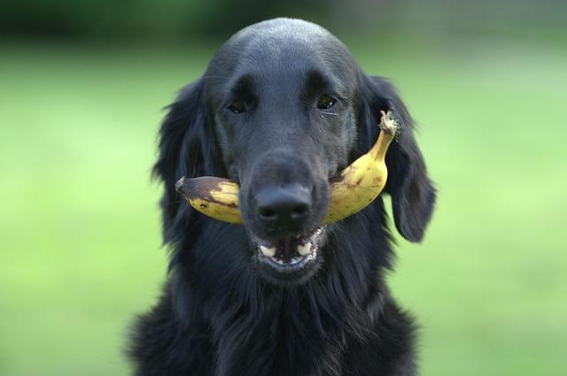 Mag een hond banaan