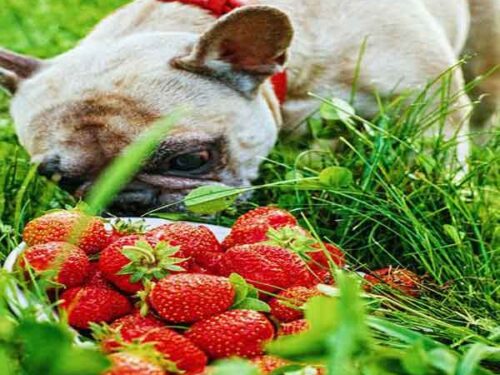 Mag een hond aardbeien