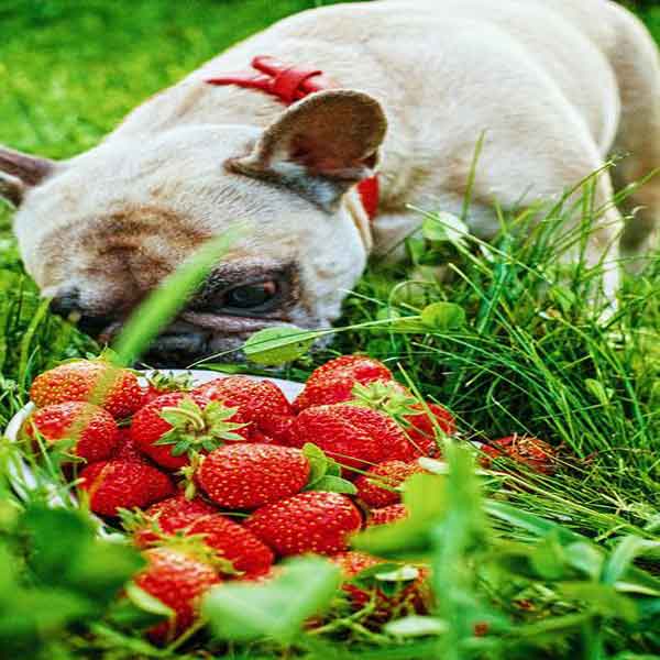 Mag een hond aardbeien 1