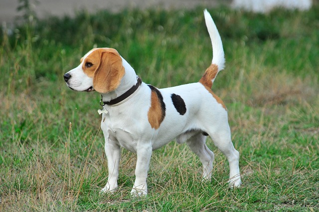 Beagle hondje