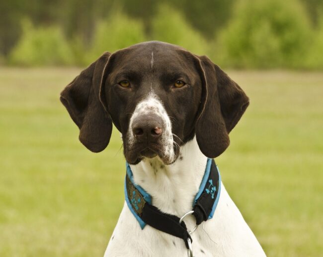 Pointer hond scaled