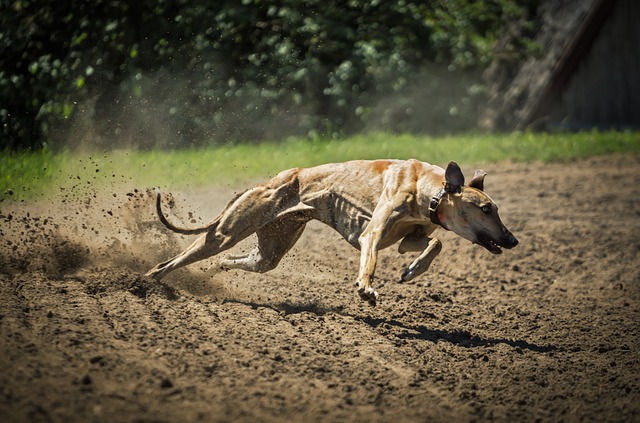 snelste hond ter wereld