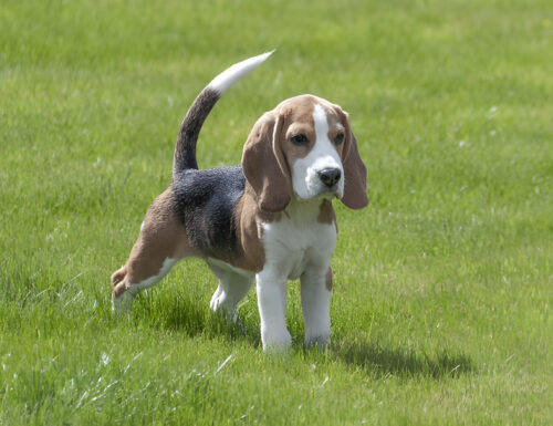 Beagle hond nadelen