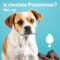 Is chocolade giftig voor jouw hond? Alles wat je moet weten