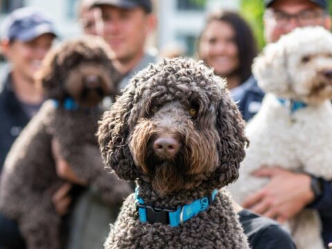 Lagotto Romagnolo fokkers Nederland