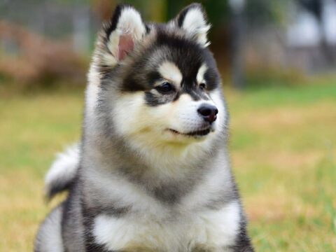 Ontdek alles over het unieke Pomsky